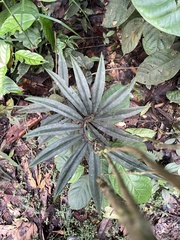 Costaceae