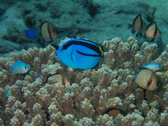 Paracanthurus hepatus