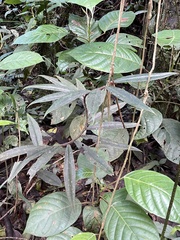 Costaceae