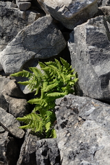 Gymnocarpium jessoense