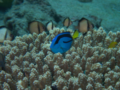 Paracanthurus hepatus