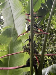 Heliconia