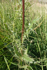 Cirsium pyrenaicum