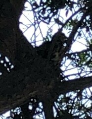 Parabuteo unicinctus