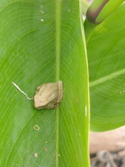 Dendropsophus