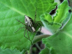 Oxyopes hasta