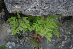 Gymnocarpium jessoense