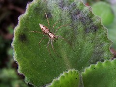 Oxyopes hasta