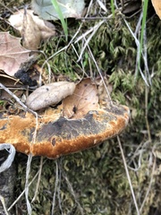 Fuscoporia