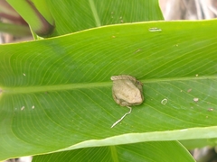 Dendropsophus