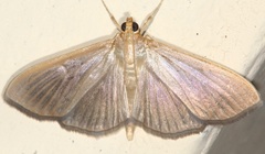 Pyraloidea