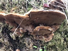 Fuscoporia