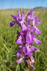 Dactylorhiza elata