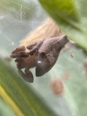 Cyrtophora exanthematica