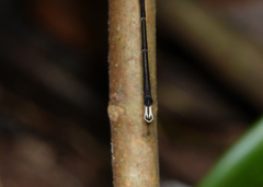 Episynlestes cristatus