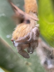 Cyrtophora exanthematica