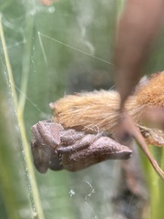 Cyrtophora exanthematica