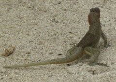 Microlophus delanonis