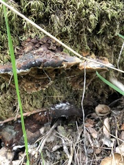 Fuscoporia