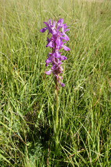 Dactylorhiza elata