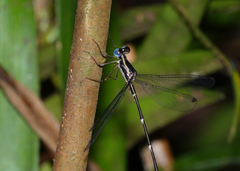 Episynlestes cristatus