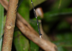 Episynlestes cristatus