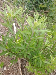 Baccharis punctulata