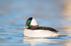 Bufflehead - Photo (c) ianhearn, some rights reserved (CC BY-NC)