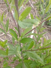 Baccharis punctulata
