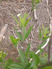 Baccharis punctulata