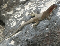 Microlophus delanonis