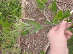 Baccharis punctulata