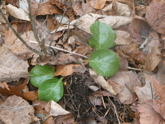 Ericaceae