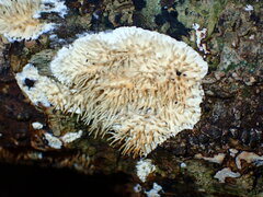 Protohydnum sclerodontium