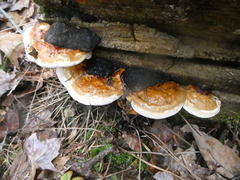 Fomitopsis