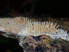 Protohydnum sclerodontium