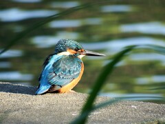 Alcedo atthis bengalensis