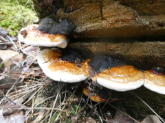 Fomitopsis