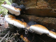 Fomitopsis