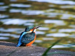 Alcedo atthis bengalensis