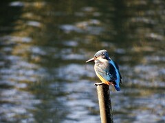 Alcedo atthis bengalensis