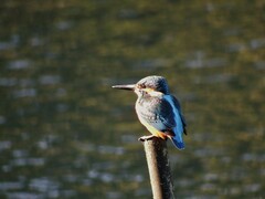 Alcedo atthis bengalensis