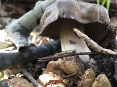 Entoloma ferruginans