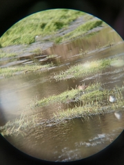 Gallinago