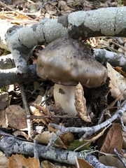 Entoloma ferruginans