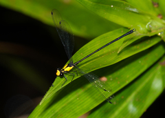 Austroargiolestes aureus