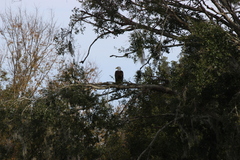 Haliaeetus leucocephalus