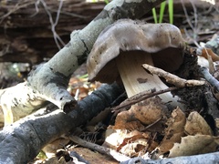 Entoloma ferruginans