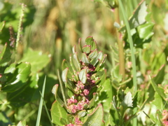 Oxybasis macrosperma