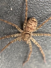 Heteropoda jugulans